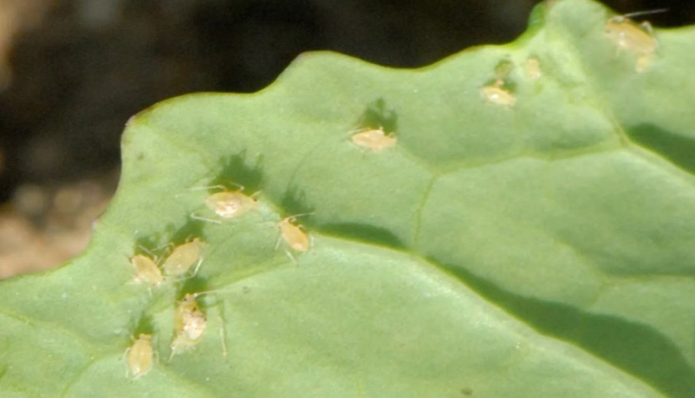 Peach-potato aphid on an oilseed rape leaf 